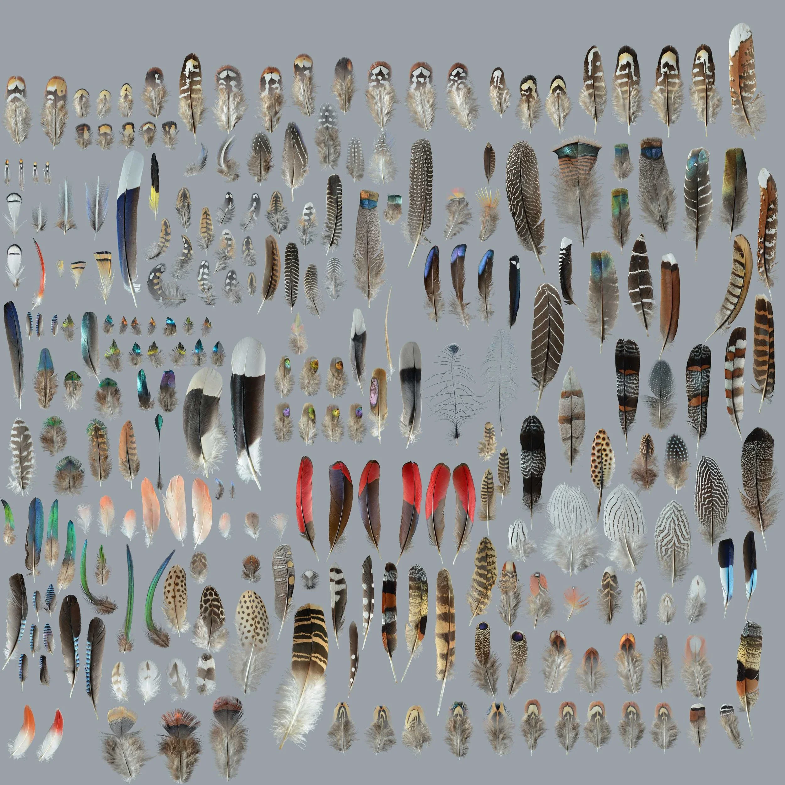 Many Feathers — Featherfolio