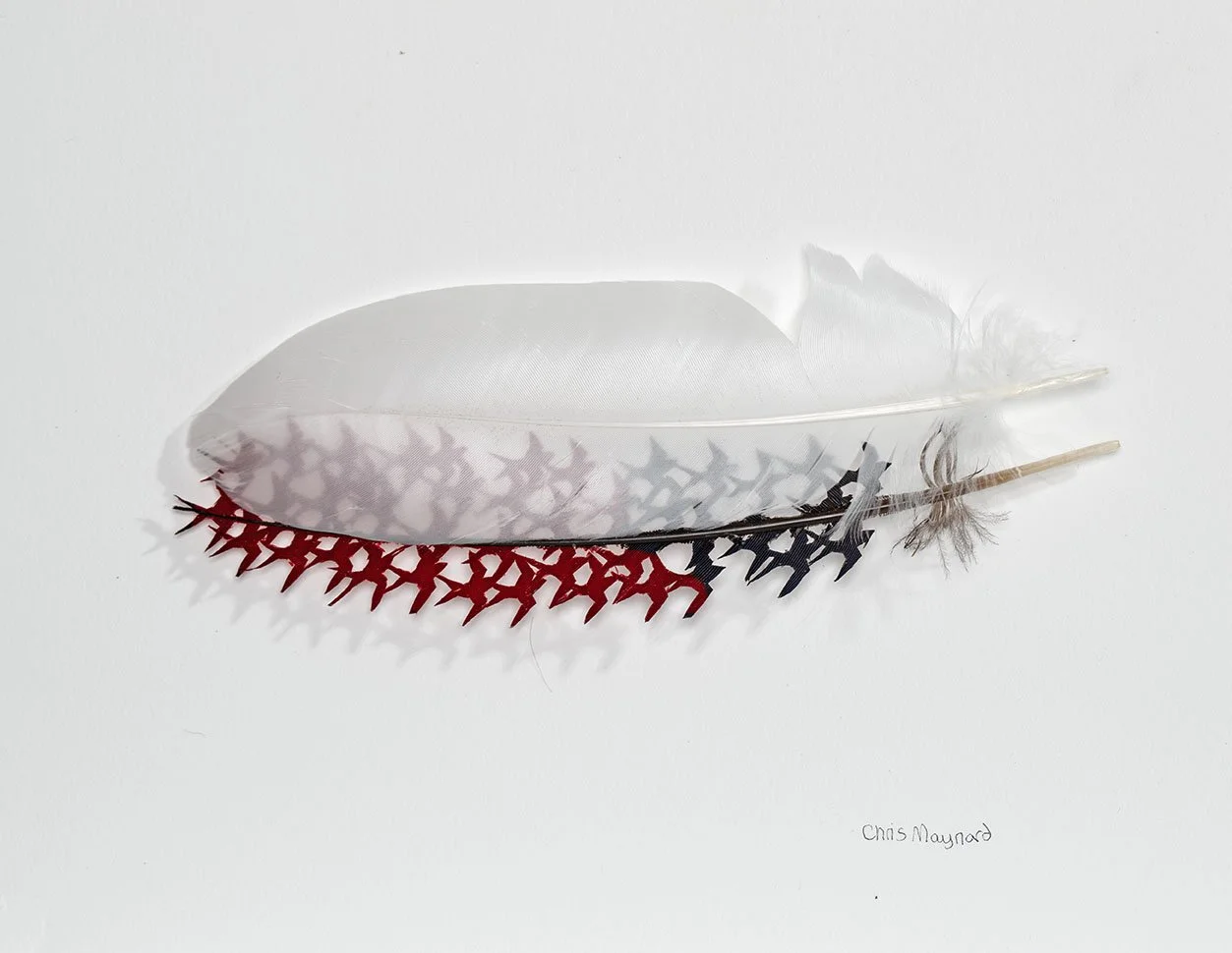 Fog Swallows study WEB.jpg