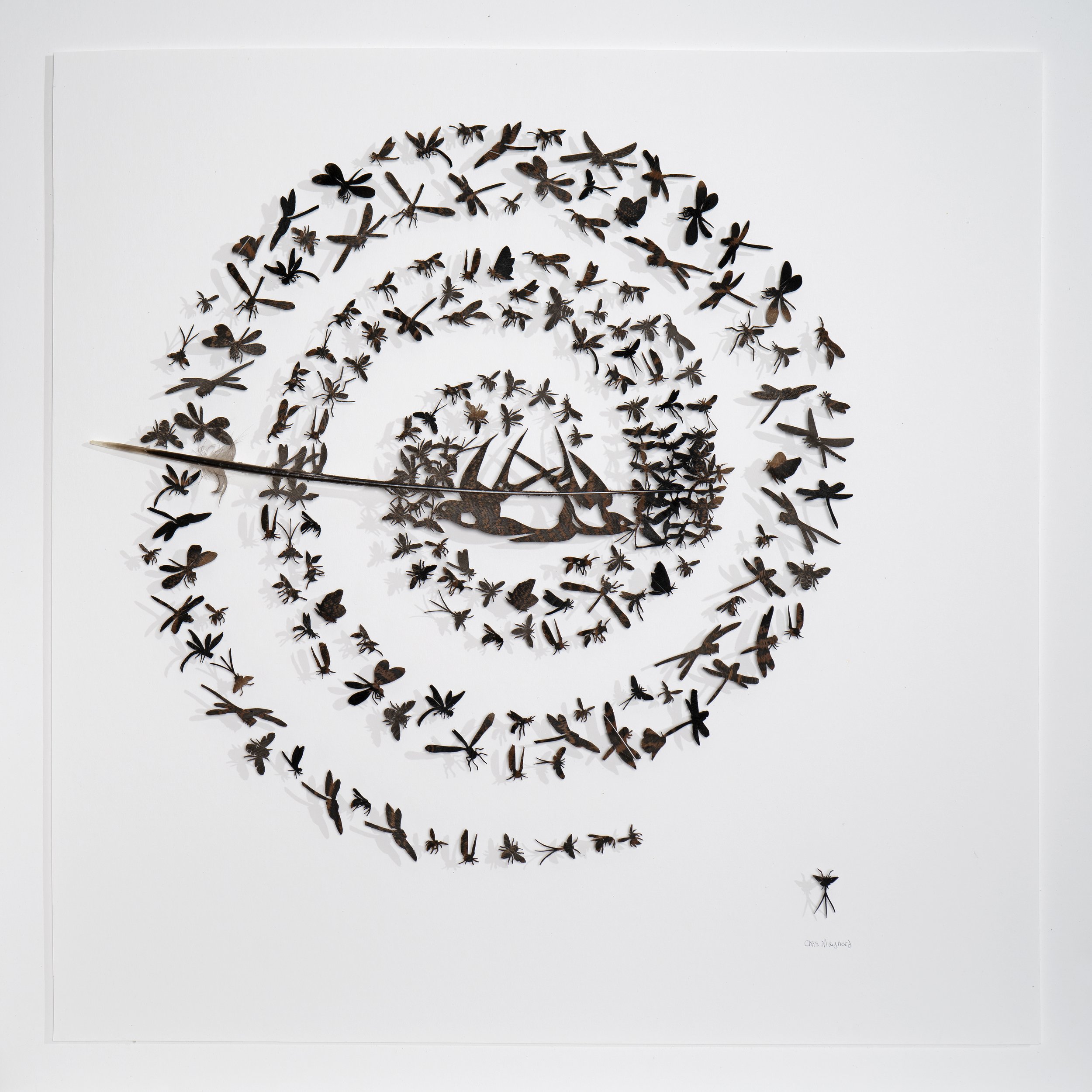 Swallow Koru square 30x.jpg