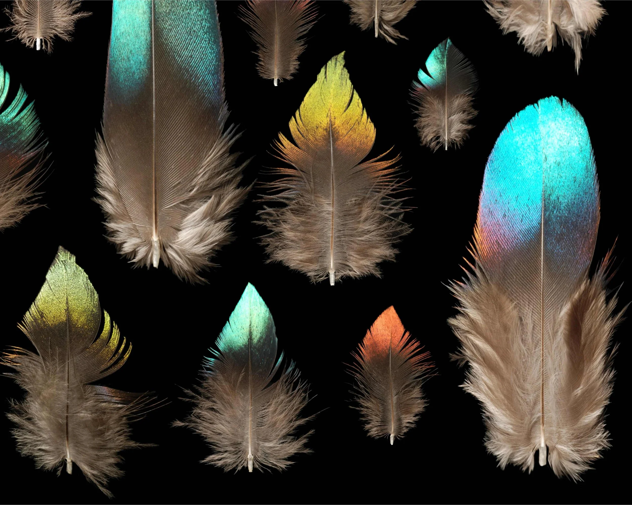 Untitled design (3).jpg