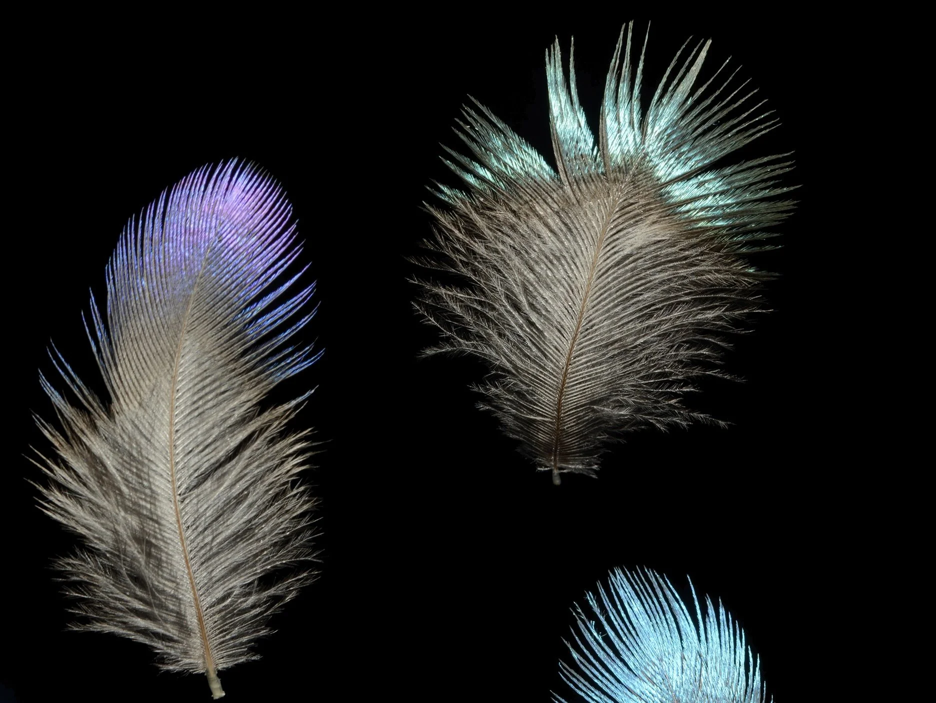 African Starlings (4).jpg