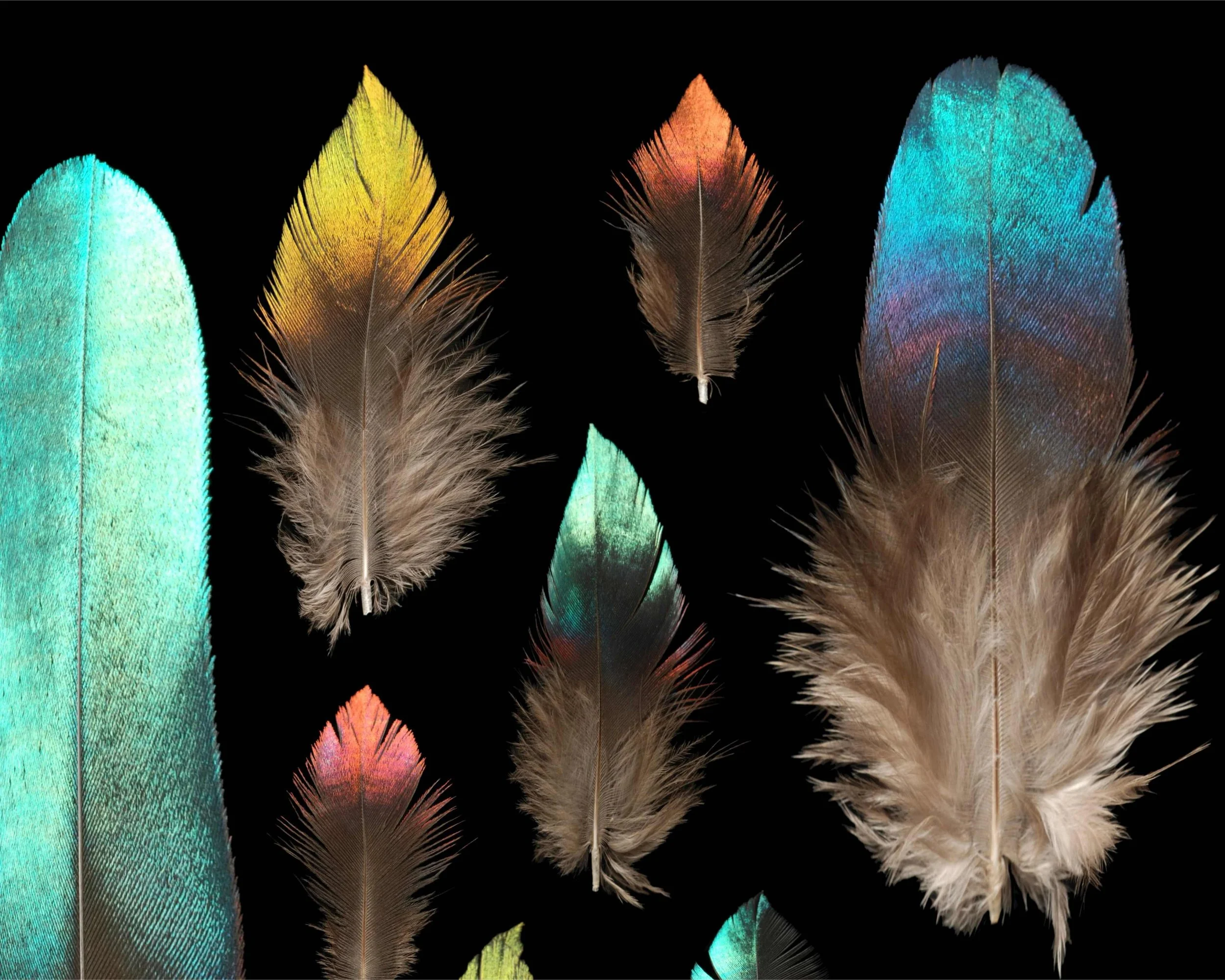 Untitled design (2).jpg