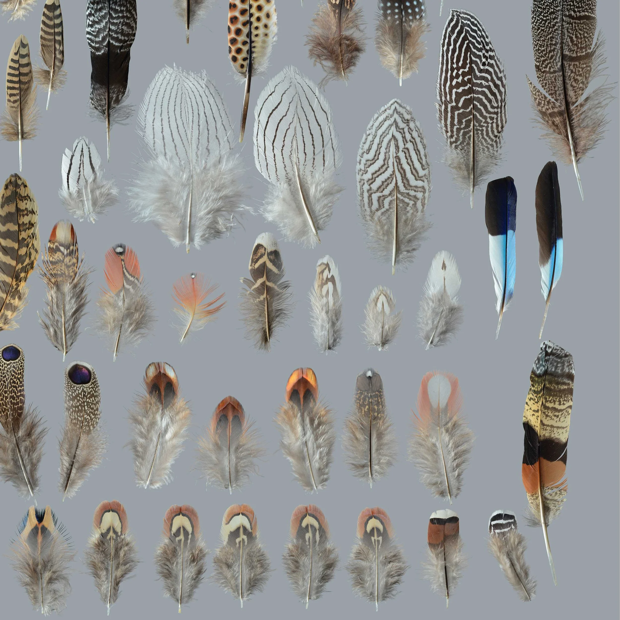 Many Feathers — Featherfolio