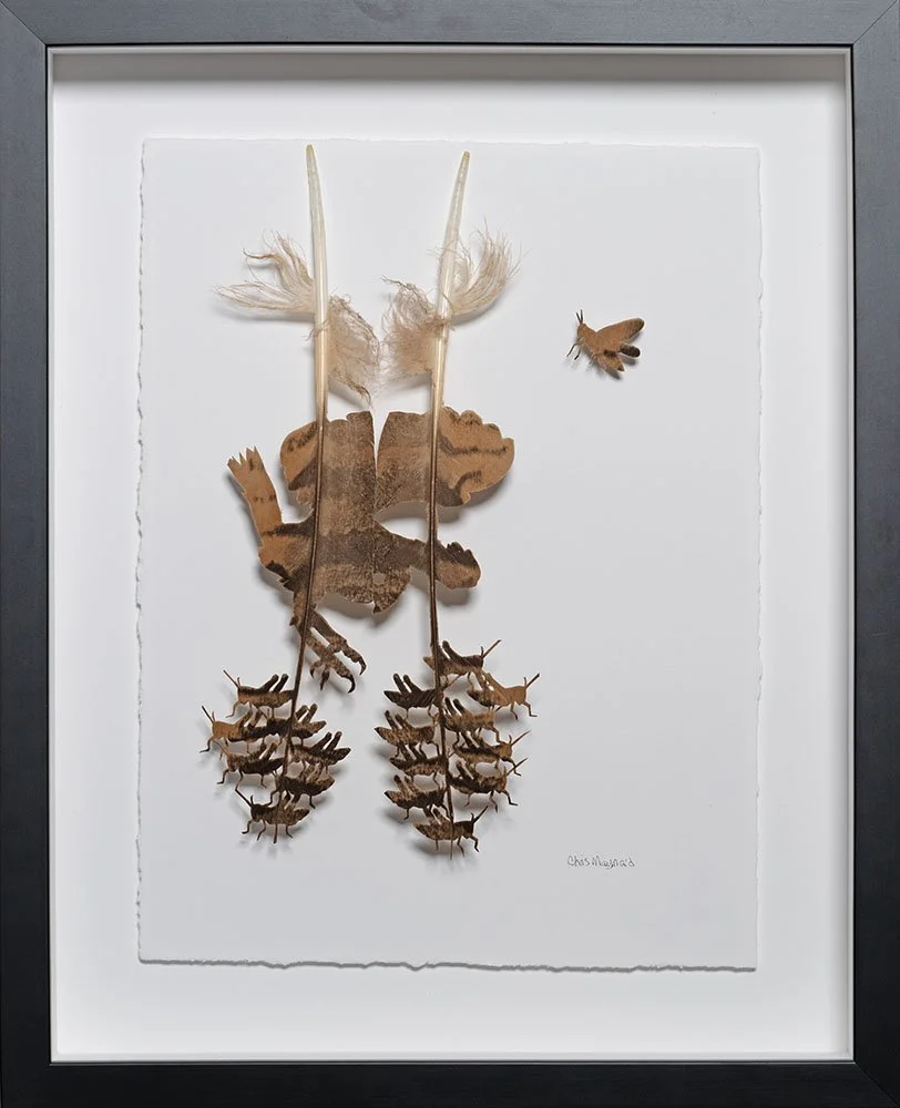 Pygmy Owl and Grasshoppers FramedWEB1000.jpg