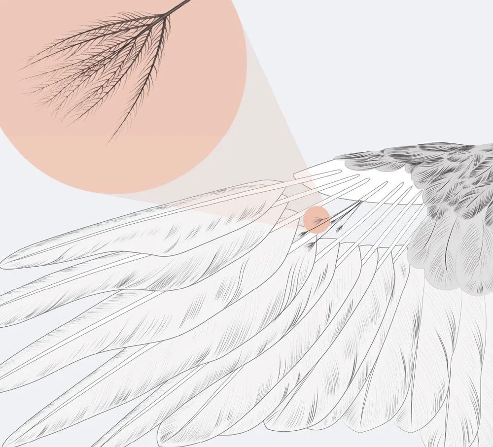 Bird's Sense of Touch — Featherfolio
