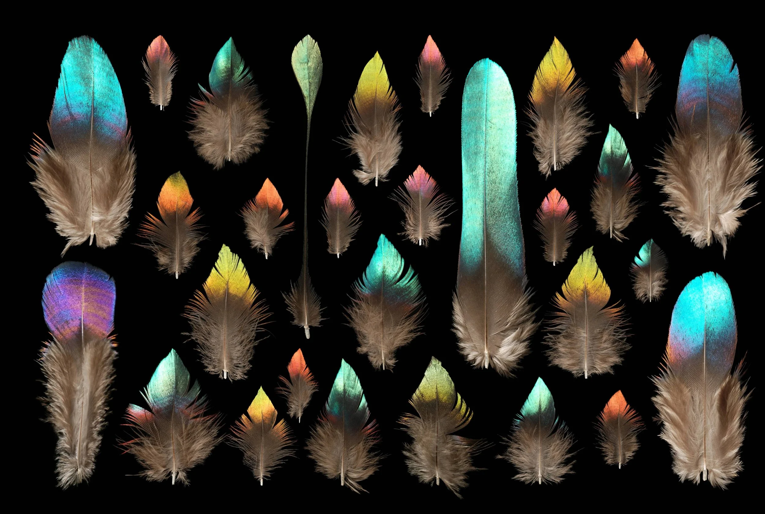 Untitled design (1).jpg