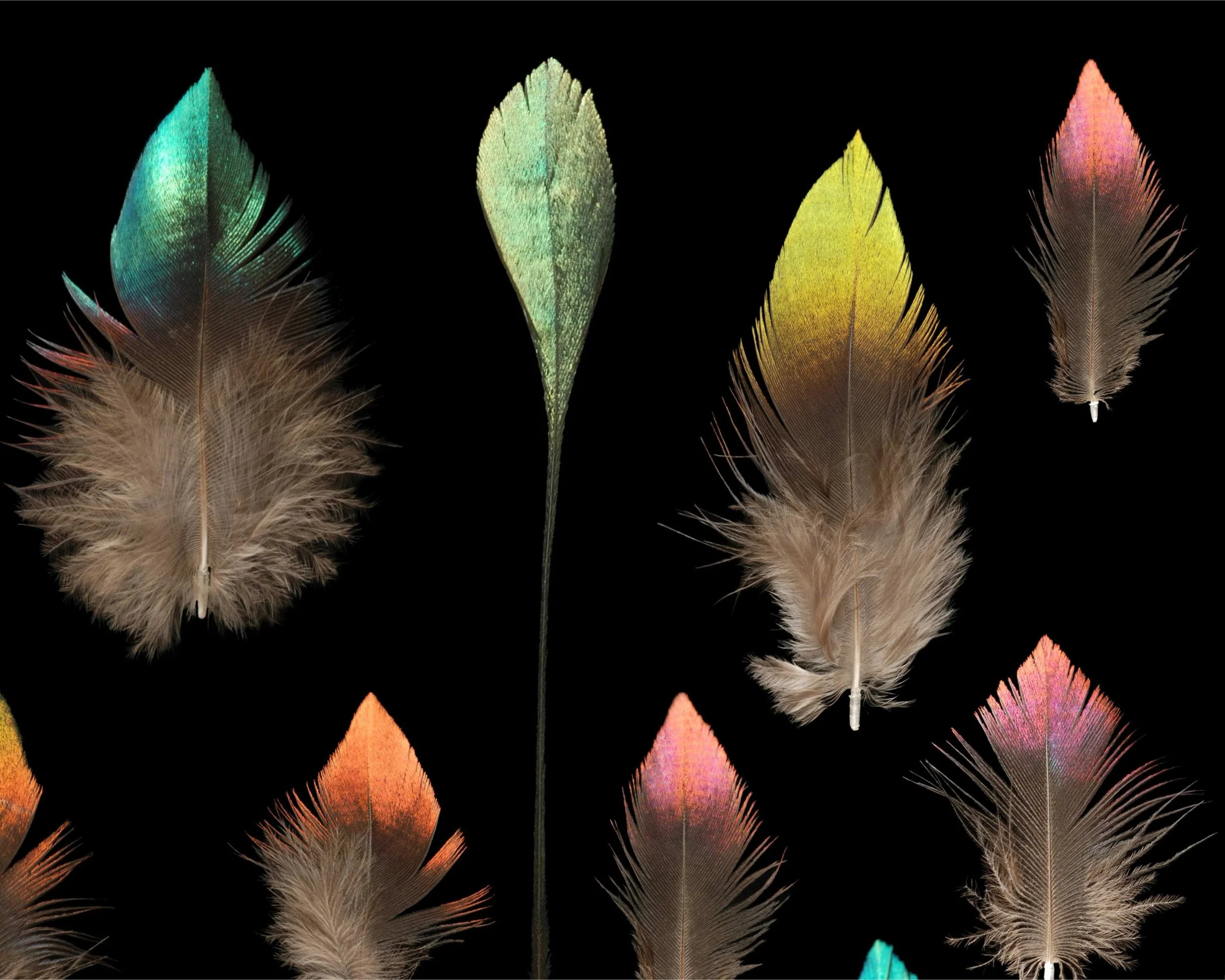 Untitled design (5).jpg