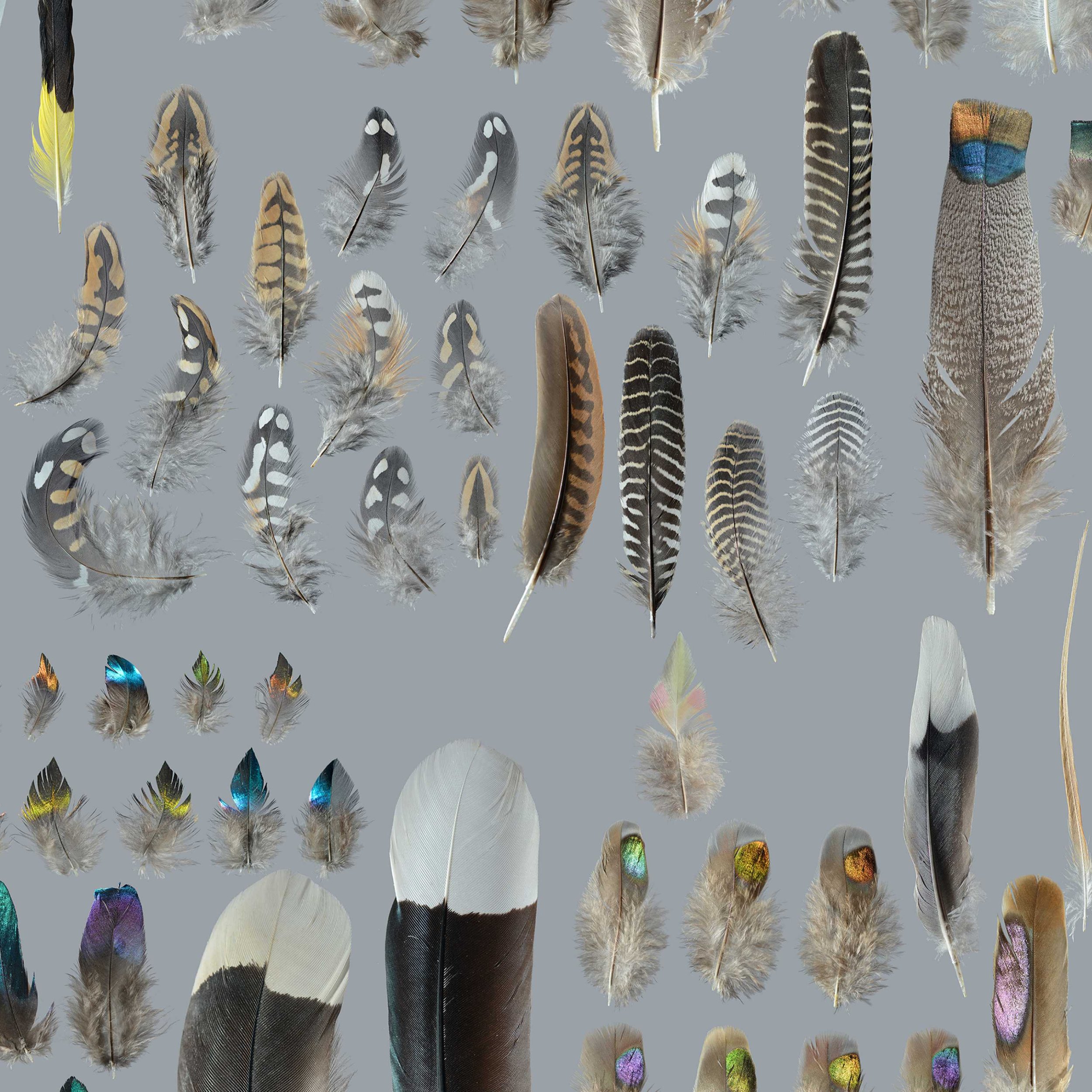 Many Feathers — Featherfolio