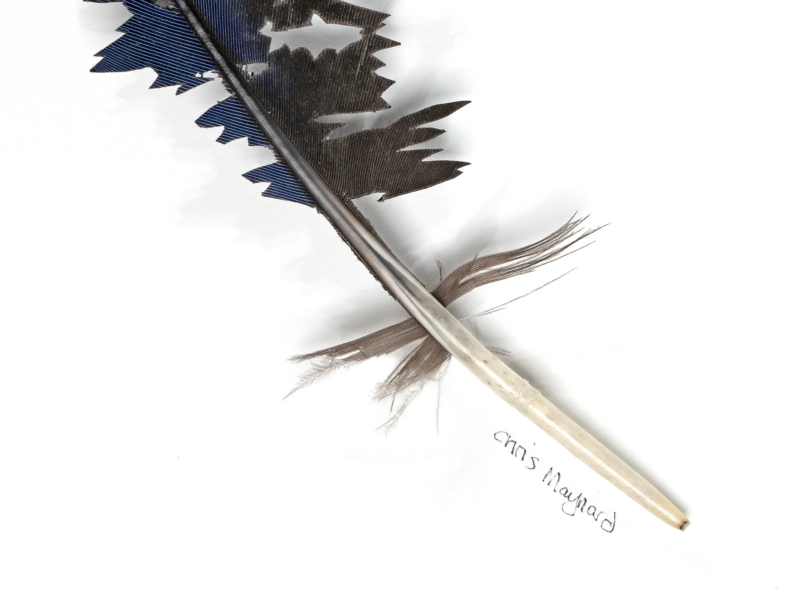 King Fisher Whiter.jpg