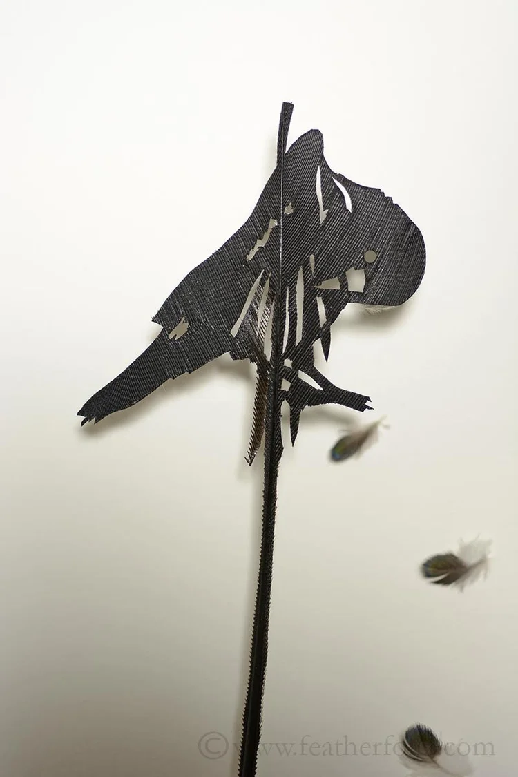 Recycling Feathers — Featherfolio