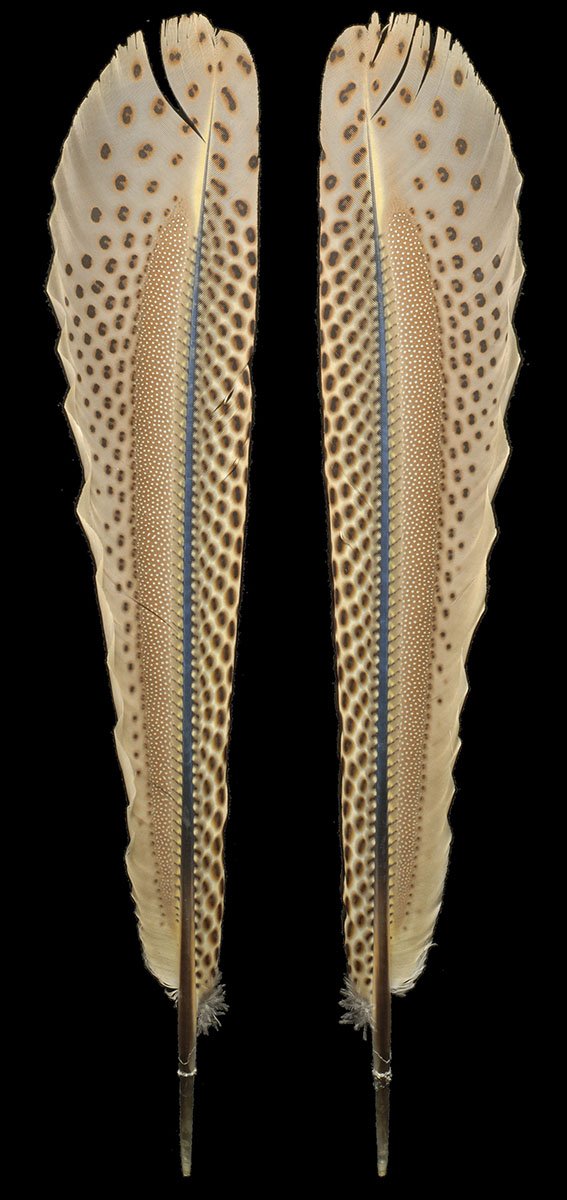 Argus Primaries Pair WEB.jpg