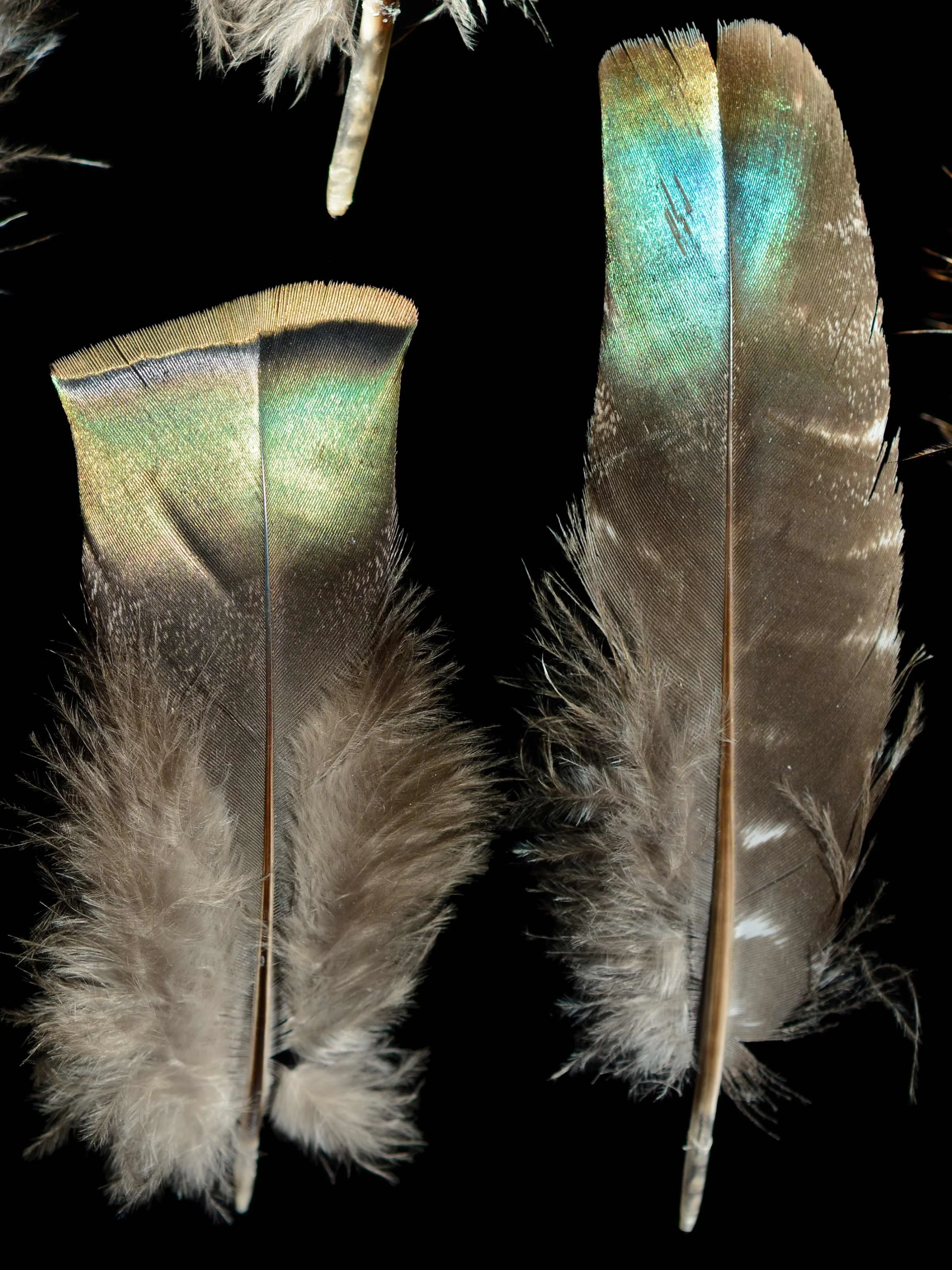 Untitled (2400 x 3200 px) (2).jpg