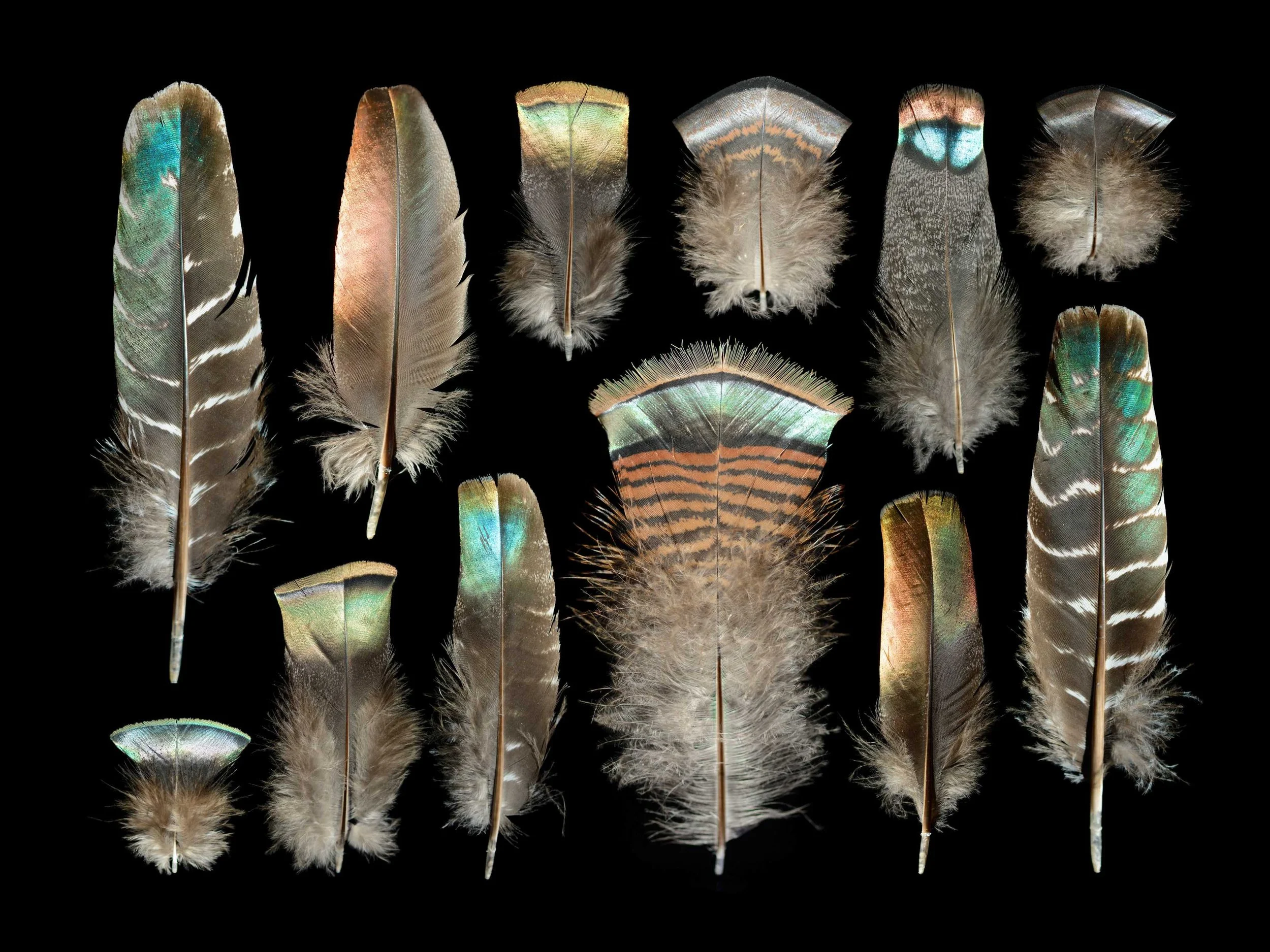 Untitled design (37).jpg