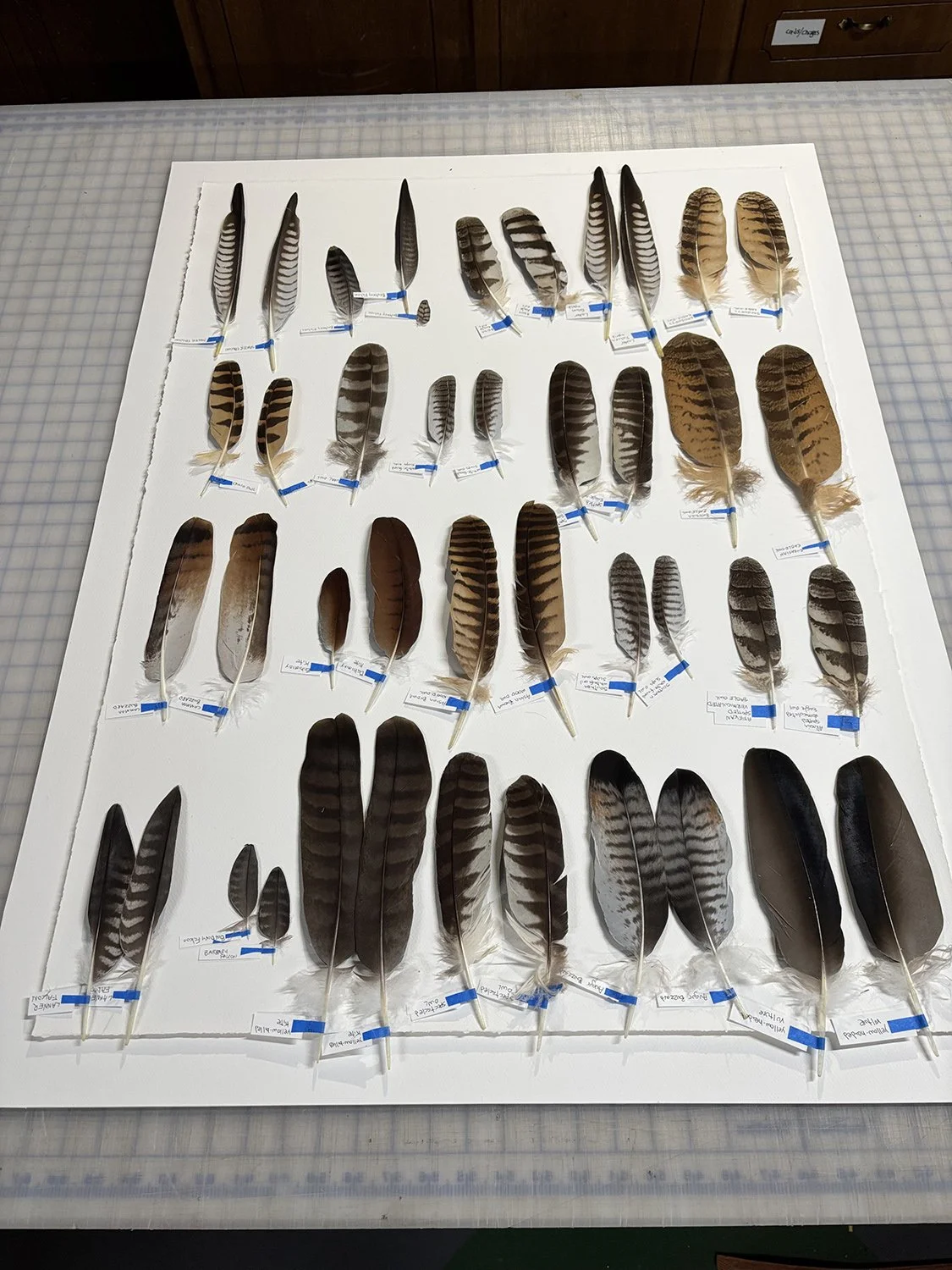 Birds of Prey WEB.jpg