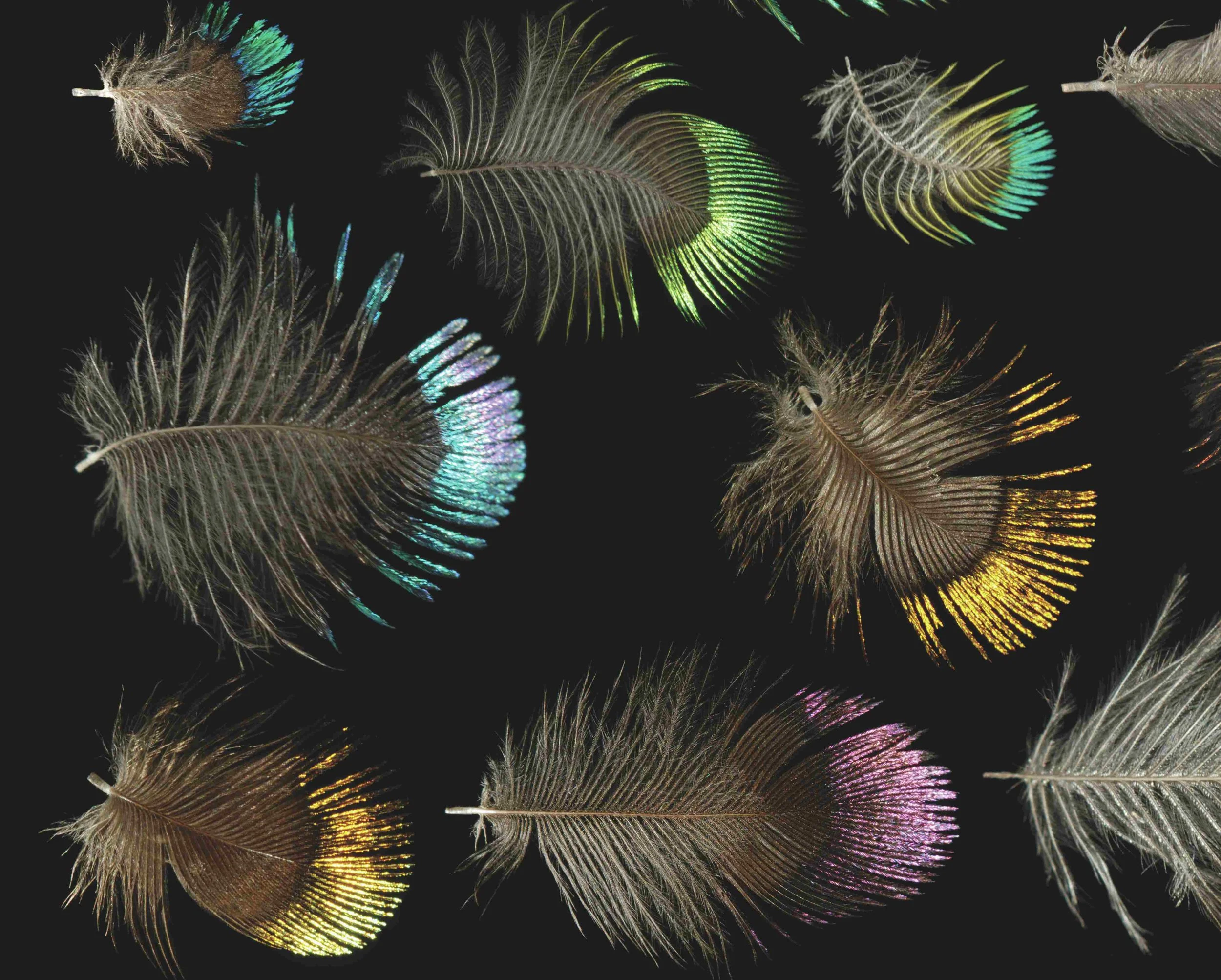 Untitled design (35).jpg