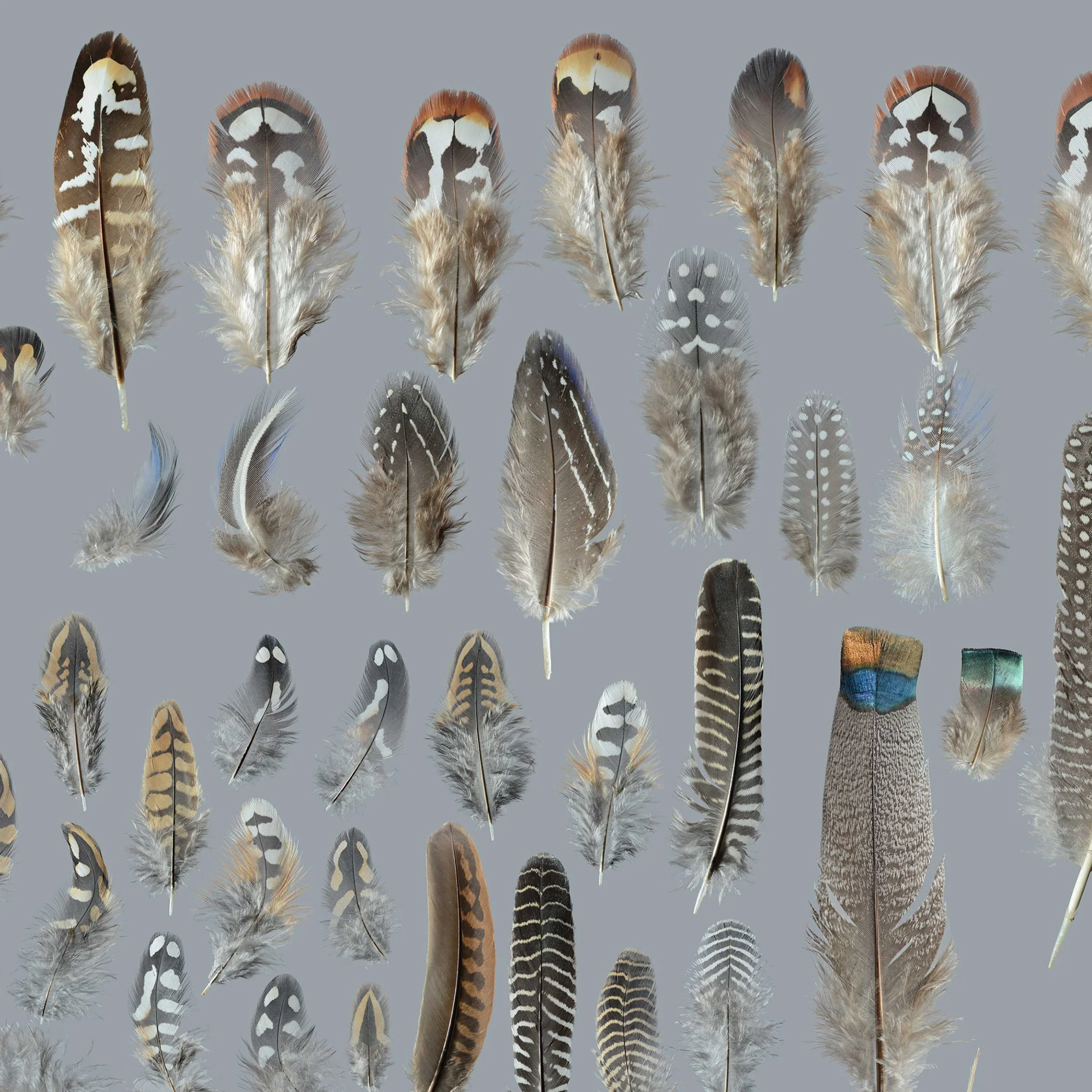 Many Feathers — Featherfolio