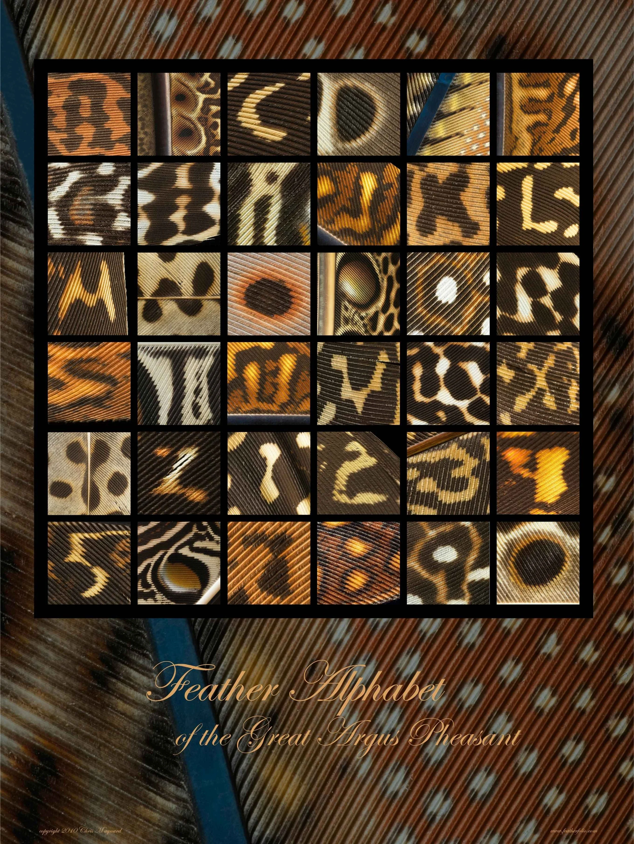 Untitled design (4).jpg