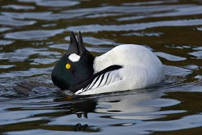 Strange+Real+Life+Duck+or+Rabbit+Illusion-2727909056.jpg
