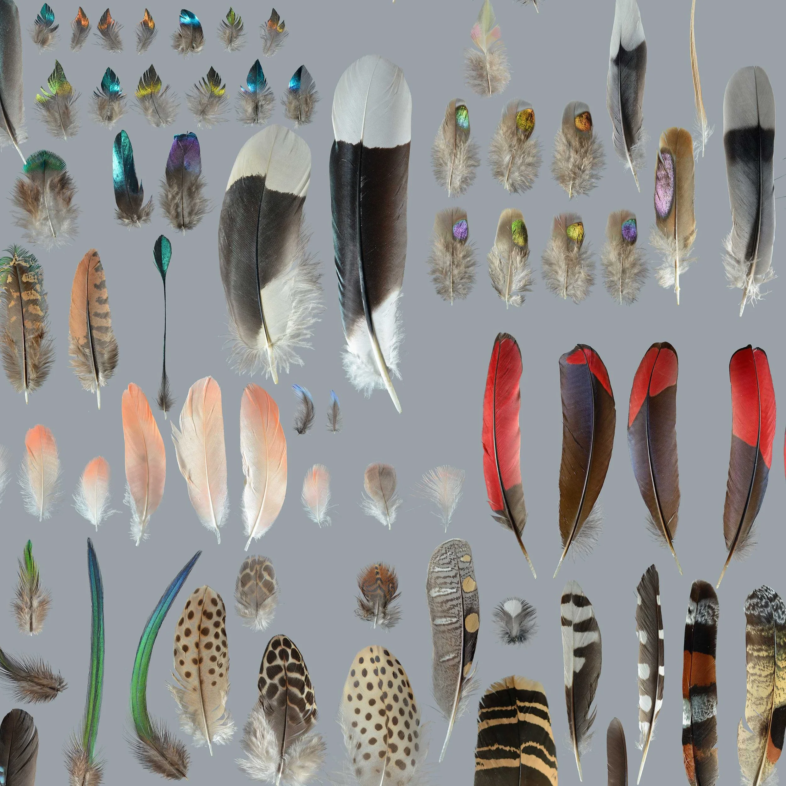 Many Feathers — Featherfolio