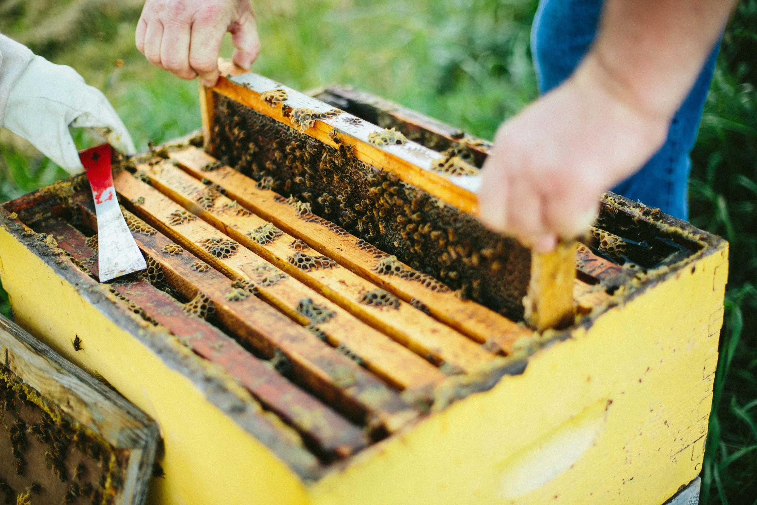 HORSECREEKHONEY_FAVORITES-21.jpg