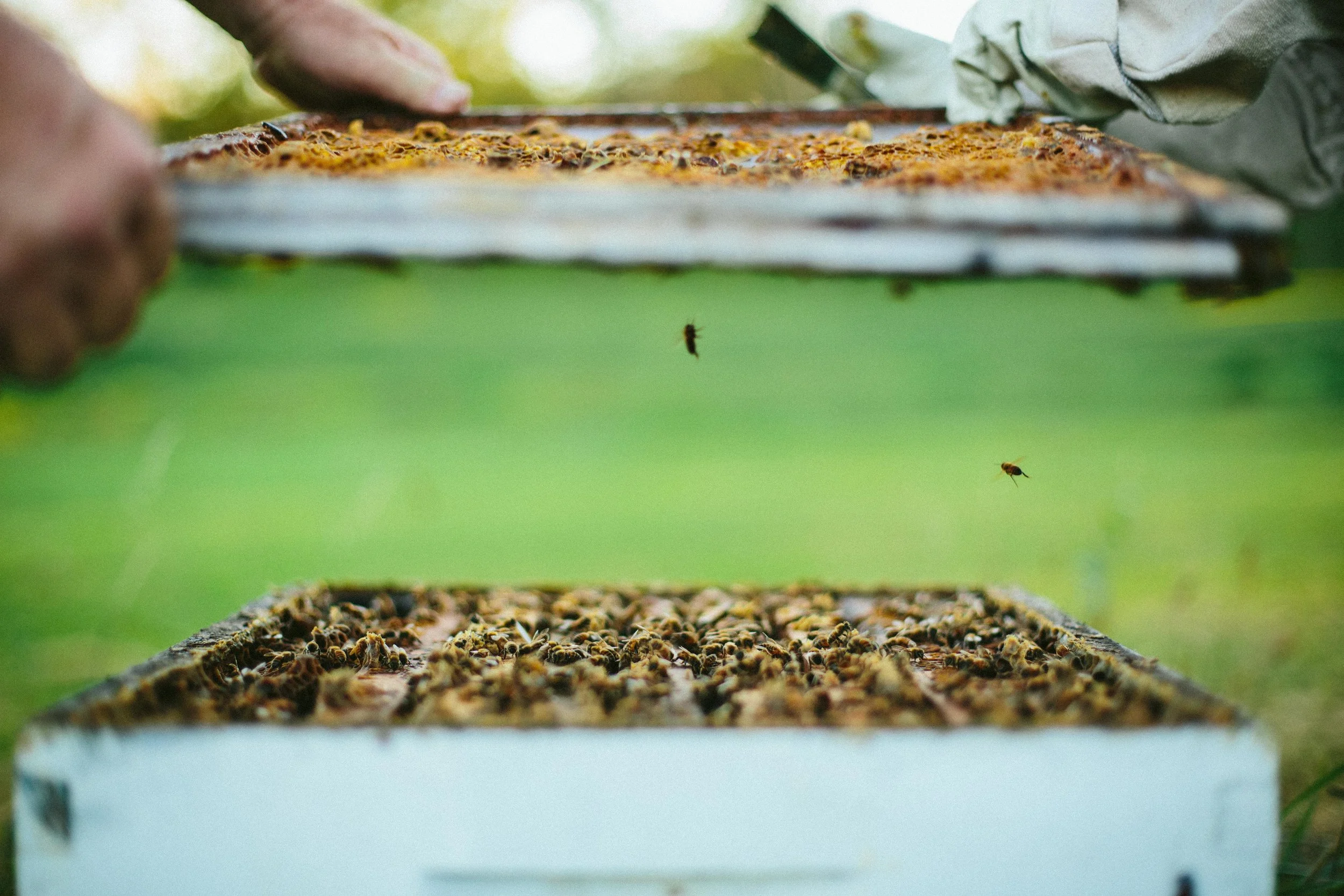 HORSECREEKHONEY_FAVORITES-22.jpg