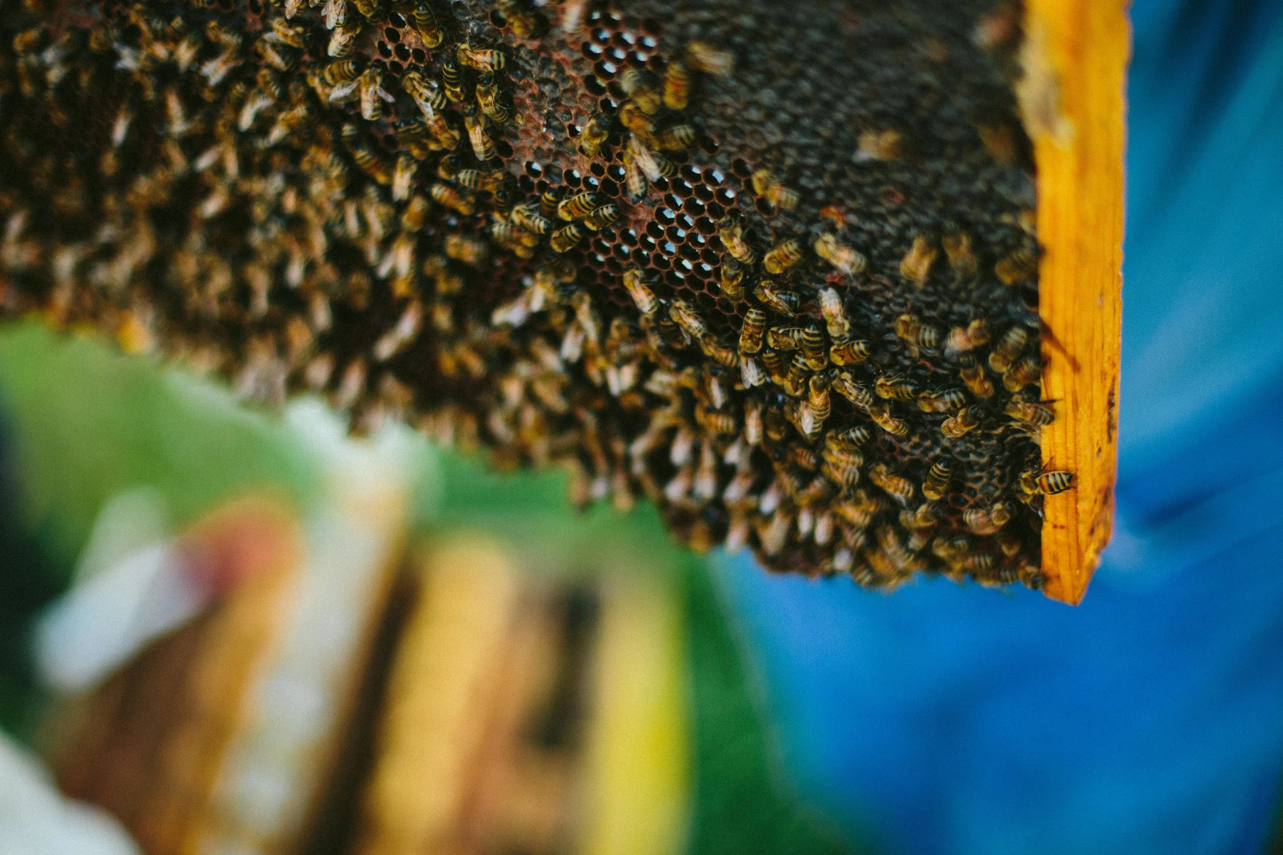 HORSECREEKHONEY_NEBRASKAFALL16-180.jpg