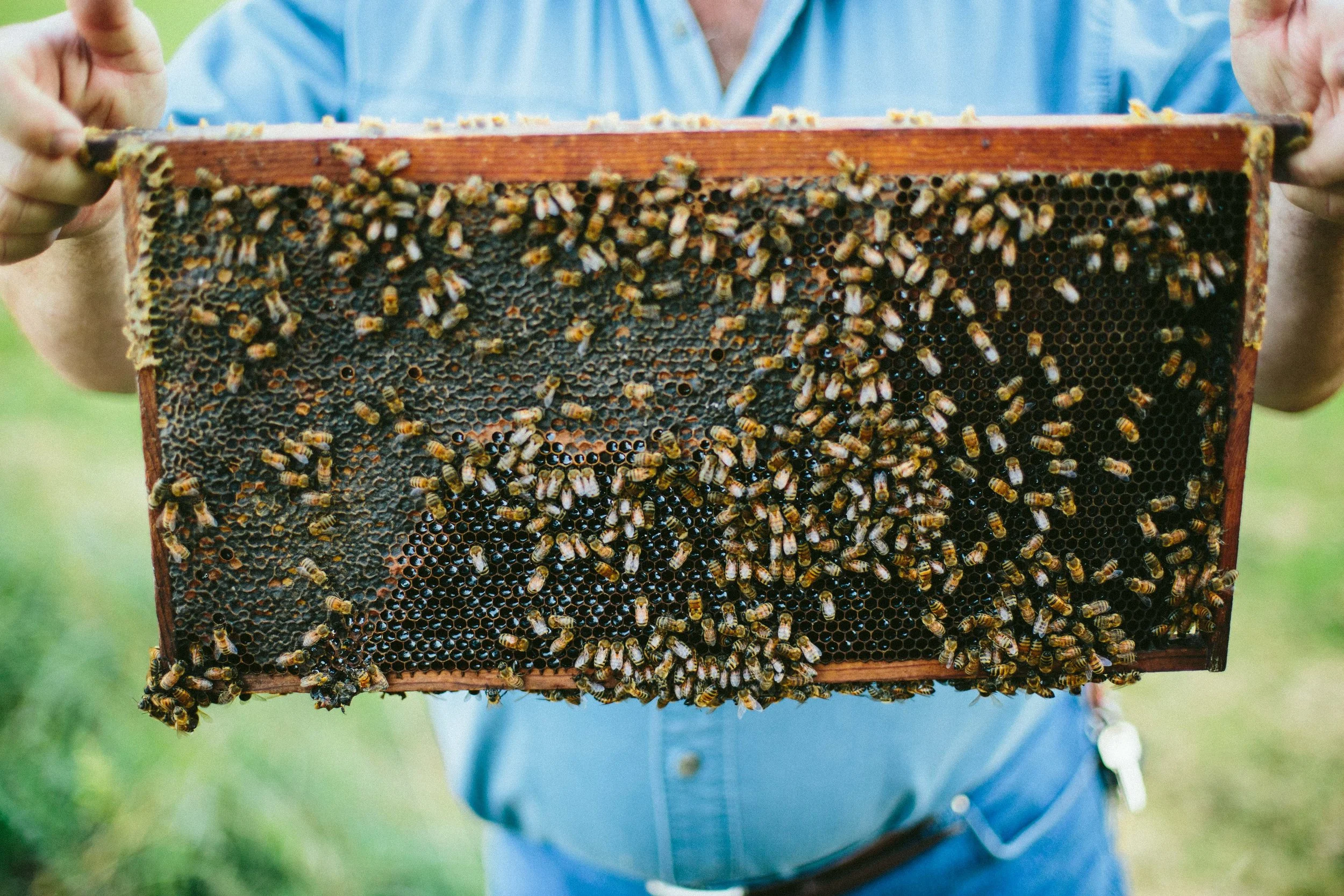 HORSECREEKHONEY_NEBRASKAFALL16-167.jpg