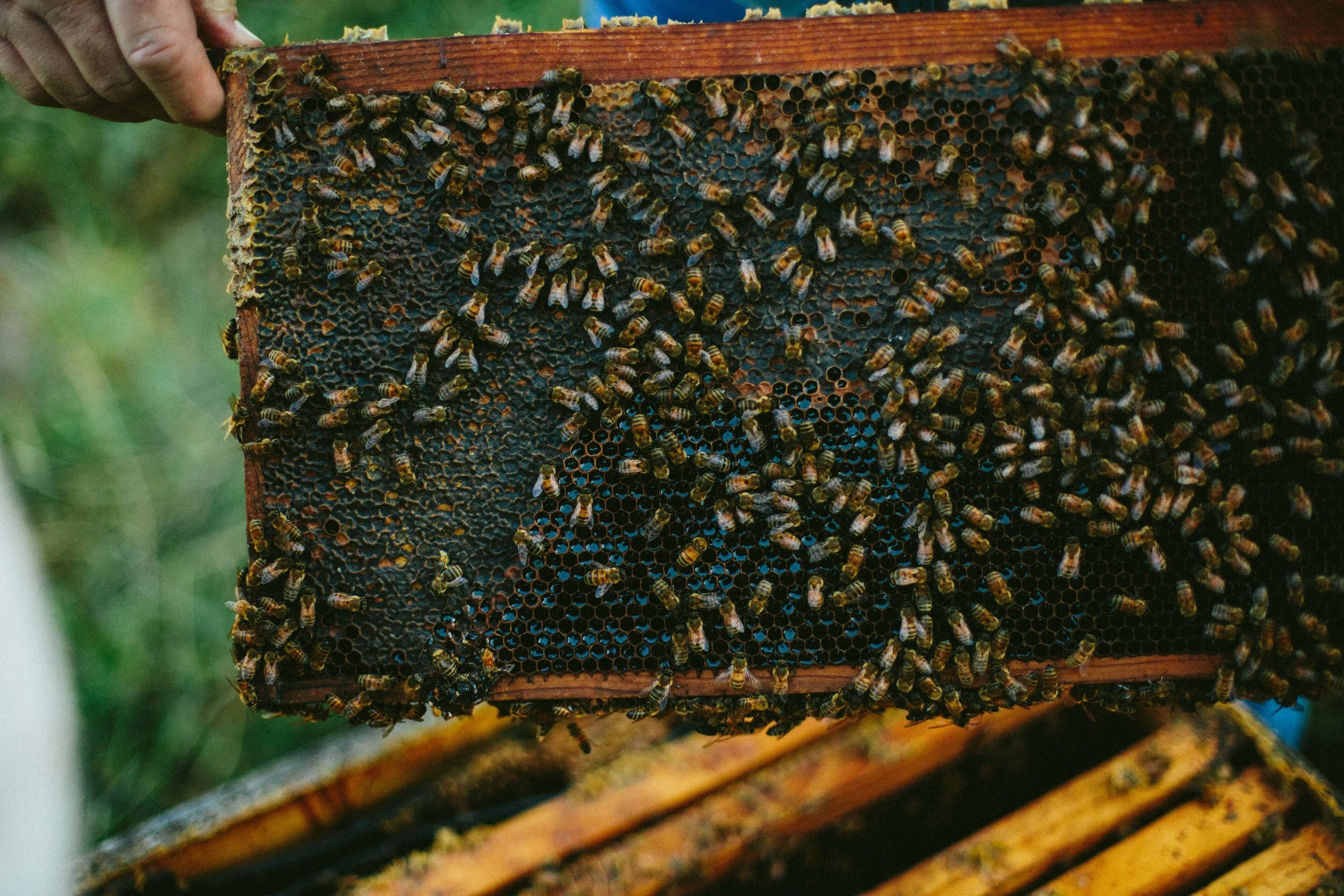 HORSECREEKHONEY_NEBRASKAFALL16-166.jpg