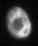 Timelapse movie of nucleolar vacuole in C. elegans adult