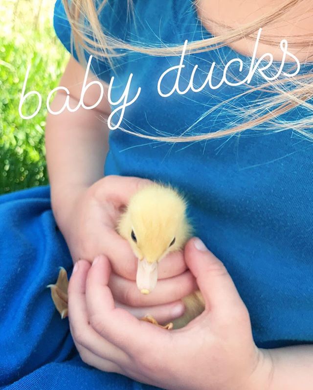 Squishing baby ducks on a Thursday in the sunshine. The momma duck wasn&rsquo;t so pleased about having her baby snatched away but we returned them after a bit.