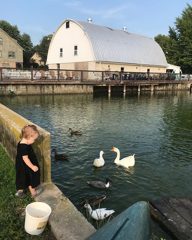 Feeding the ducks and goose with Laura last evening