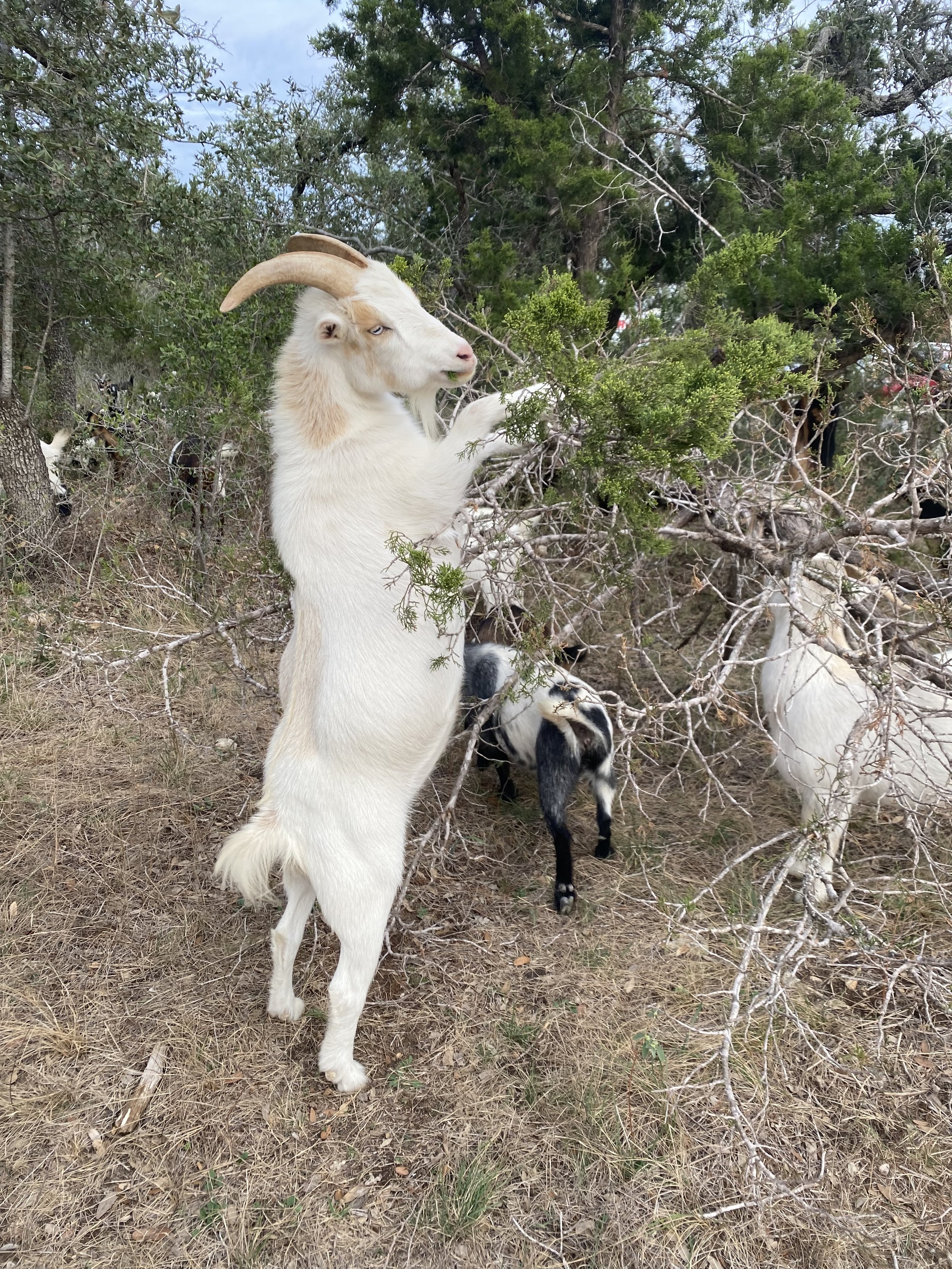 ambitious goat.jpeg