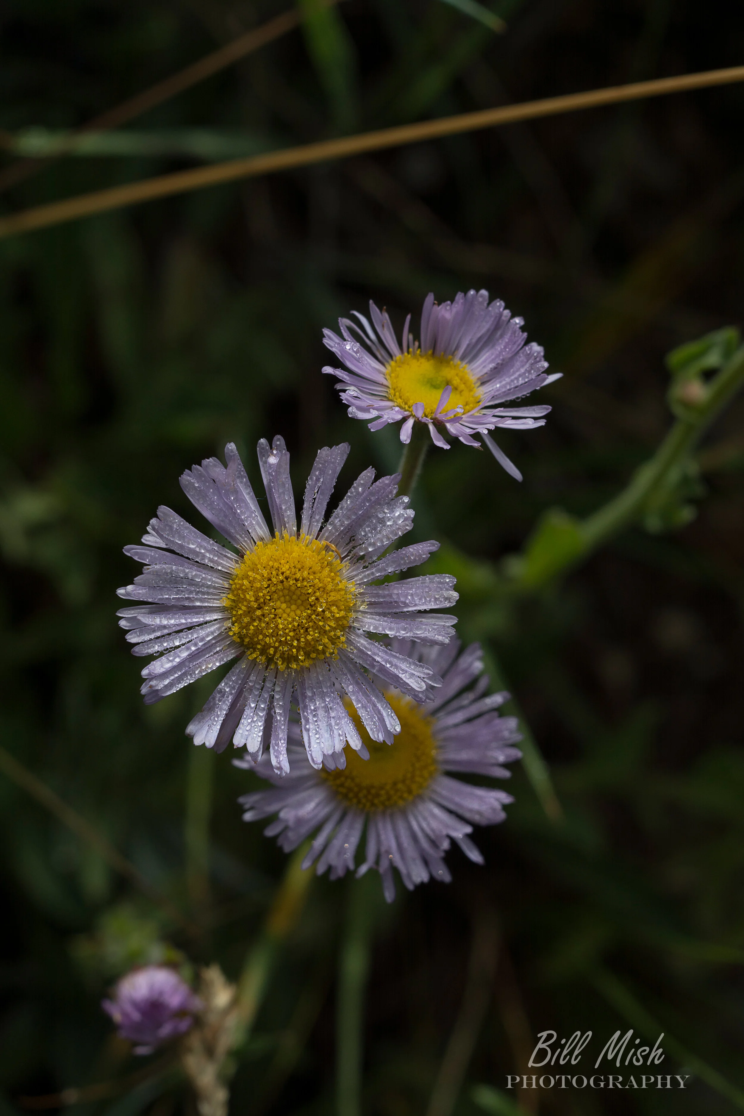 DSC_40882Edit-2.jpg