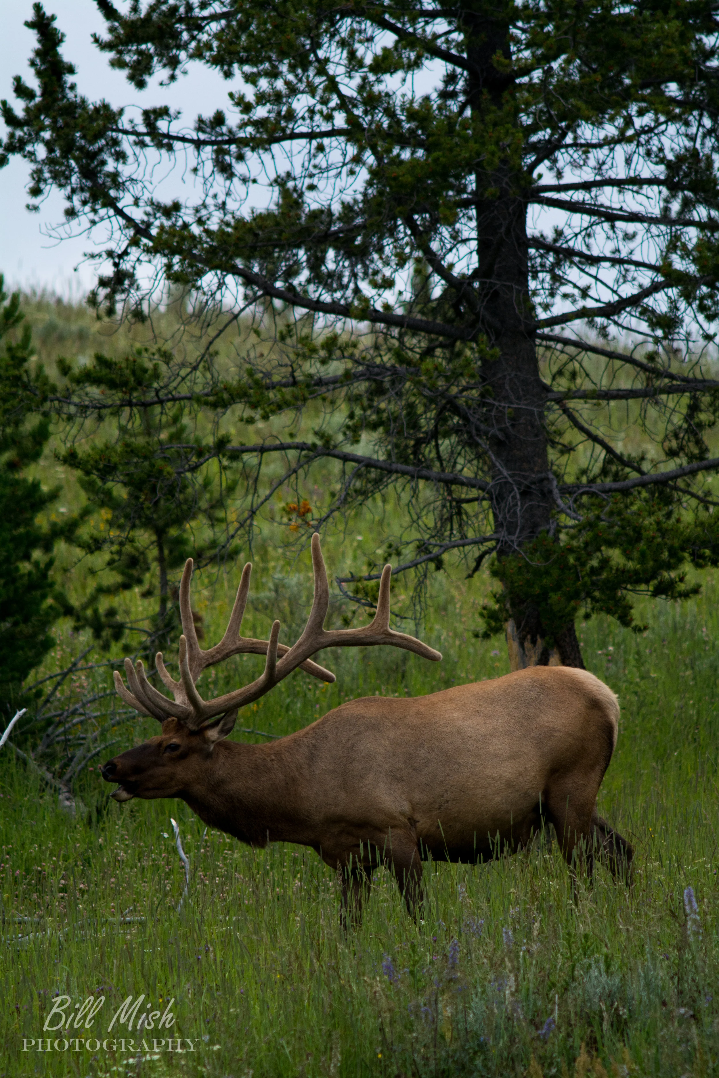 DSC_3600-2.jpg
