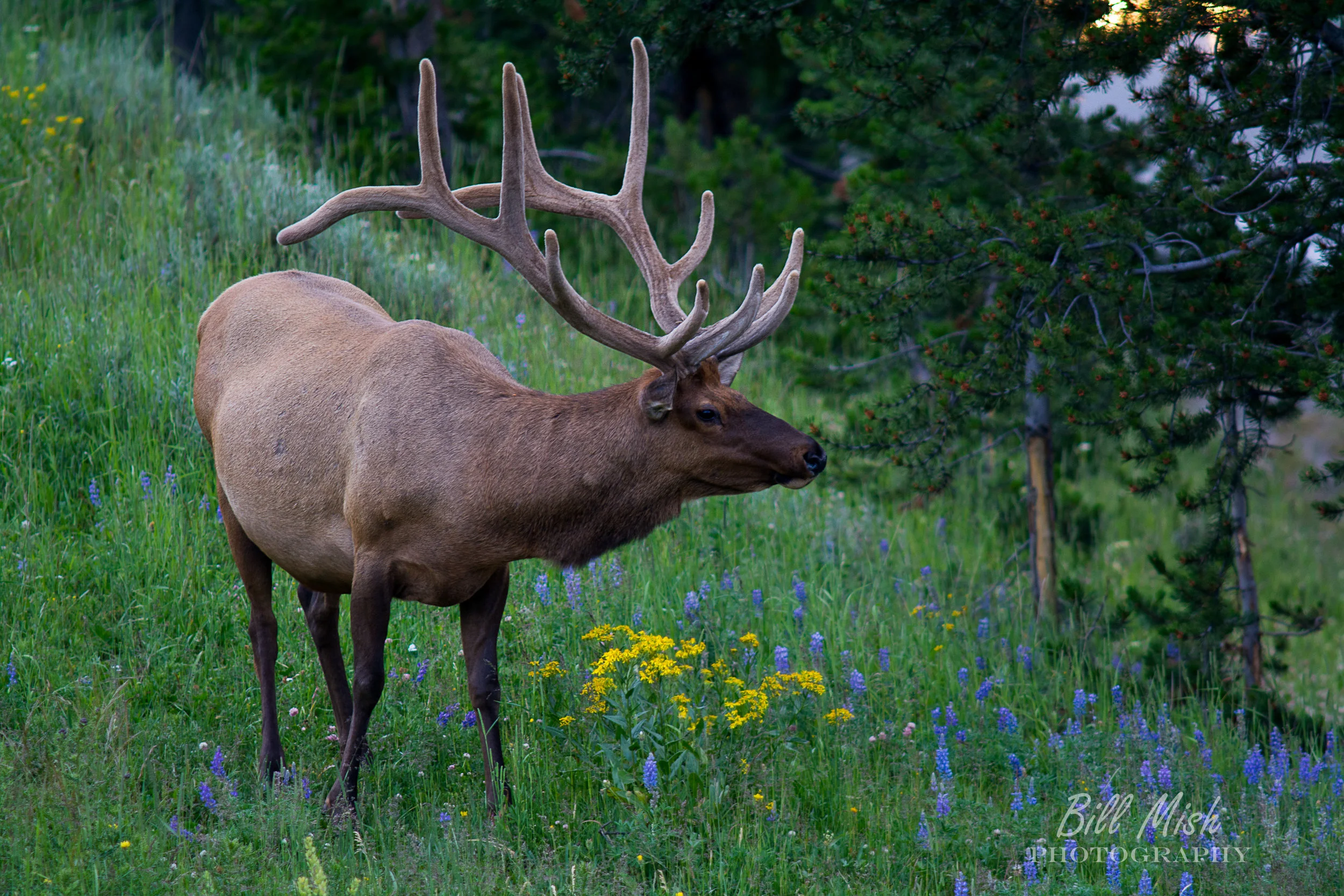 DSC_3650-Edit-2.jpg