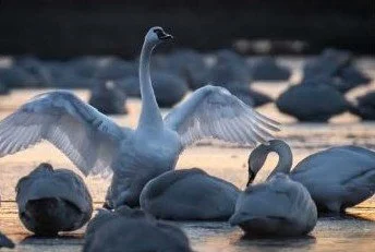 chesapeake-year-2027-01-january-tundra-swan.jpg