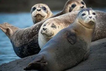 chesapeake-year-2027-03-march-harbor-seals.jpg