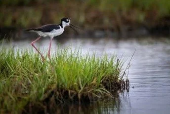 chesapeake-year-2027-04-april-black-necked-stilt.jpg