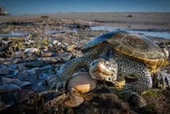 chesapeake-year-2027-05-may-diamondback-terrapin.jpg