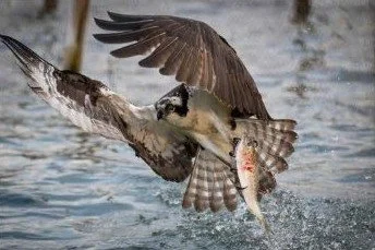 chesapeake-year-2027-07-july-osprey-pound-net.jpg