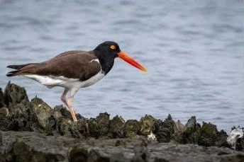 chesapeake-year-2027-09-september-american-oystercatcher.jpg
