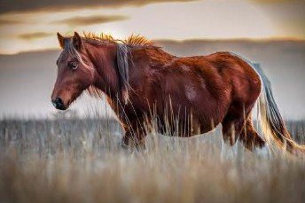 chesapeake-year-2027-11-november-assateague-pony.jpg