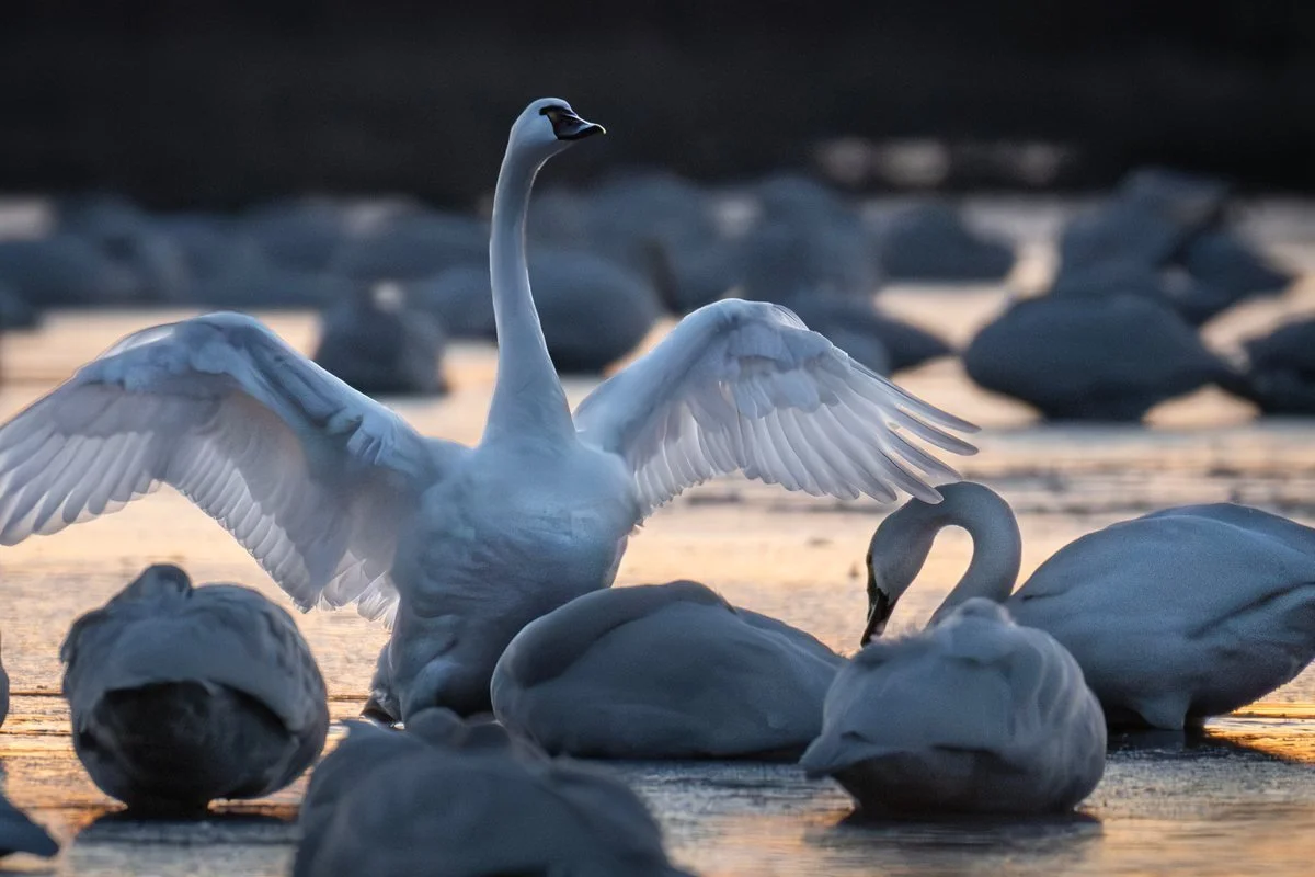chesapeake-year-2027-01-january-tundra-swan.jpg