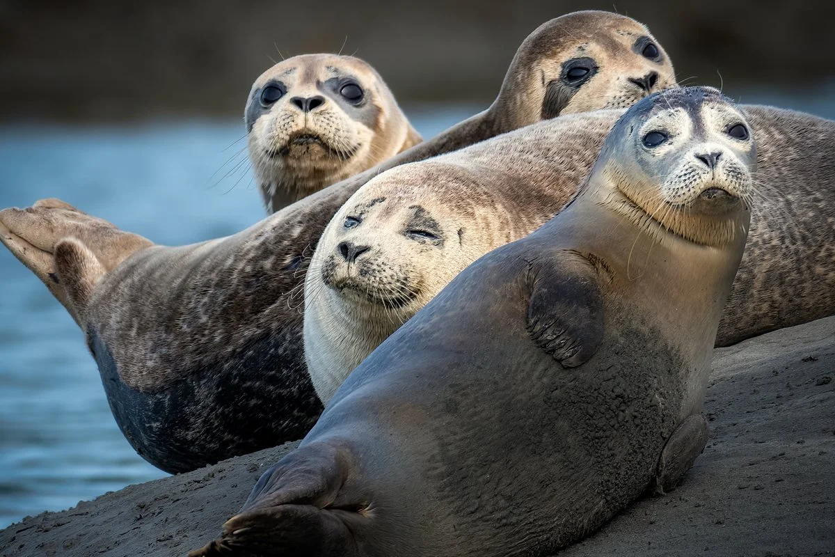 chesapeake-year-2027-03-march-harbor-seals.jpg