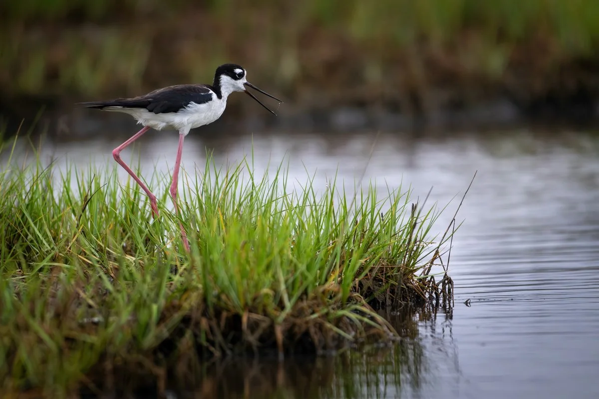 chesapeake-year-2027-04-april-black-necked-stilt.jpg