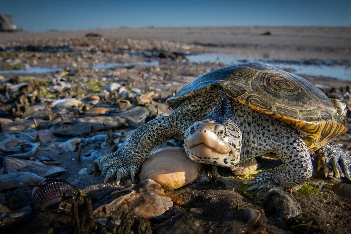 chesapeake-year-2027-05-may-diamondback-terrapin.jpg