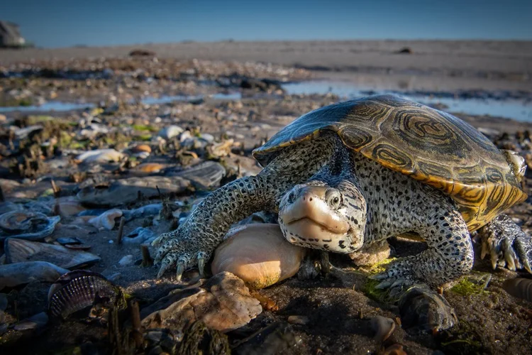 Diamondback terrapin resting on an oyster bar