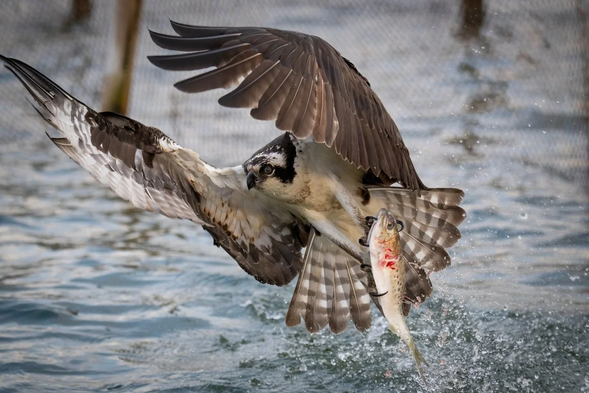 chesapeake-year-2027-07-july-osprey-pound-net.jpg