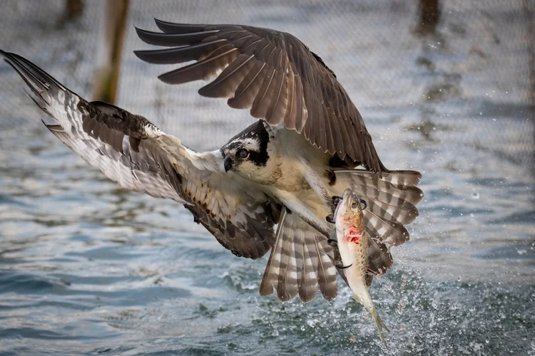 Osprey lifting off the water with a fish in its talons
