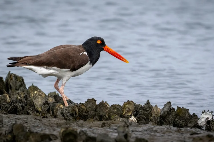 American oystercatcher with a bright orange bill on a shell bar